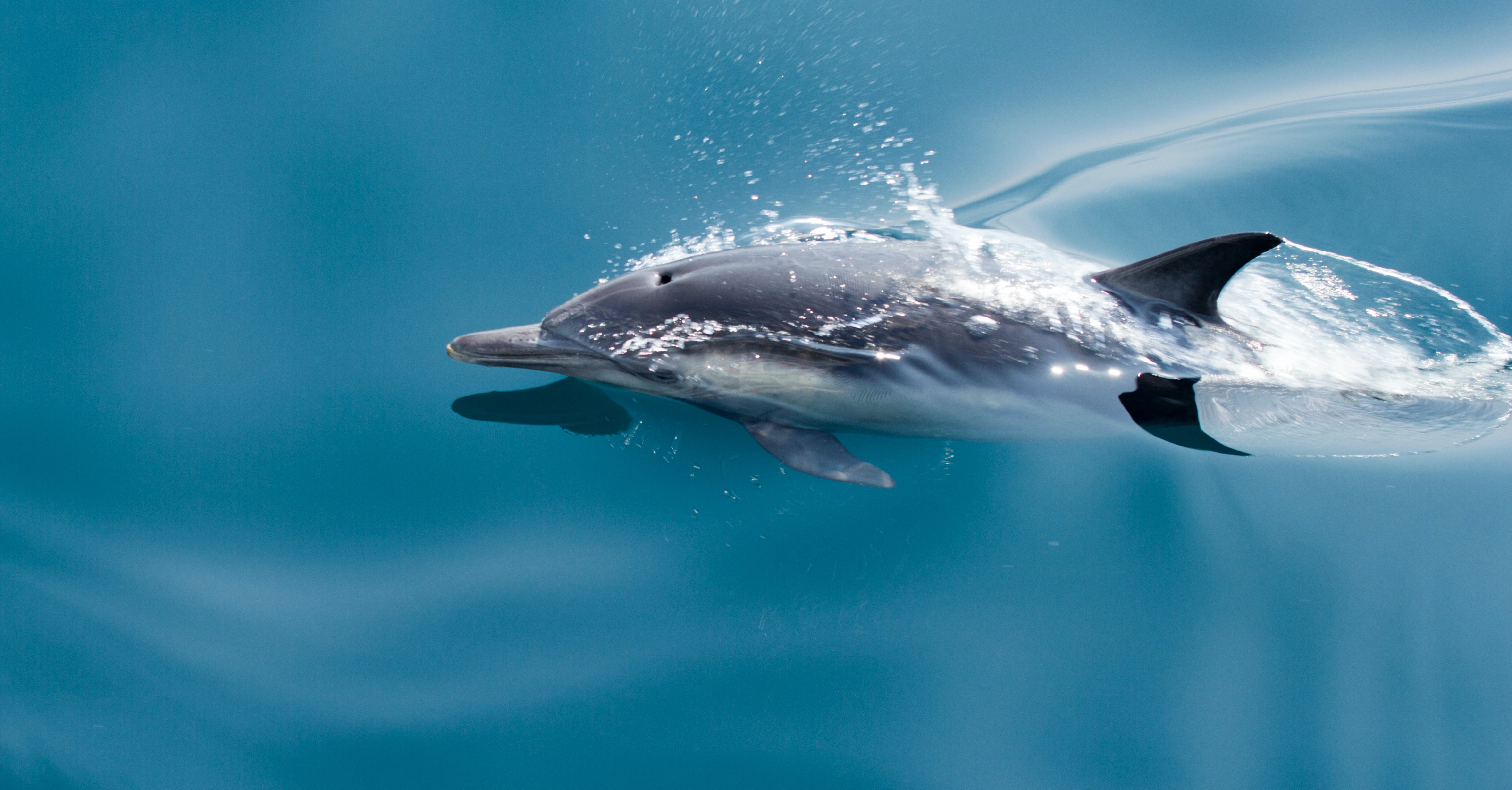Delpha will donate to the WWF to adopt a dolphin to each visitor that meets us at our booth